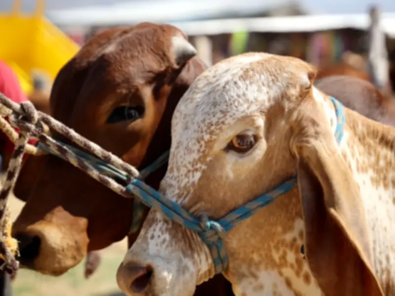 Exportación de ganado a EU cae 1.850 mdd por gusano barrenador
