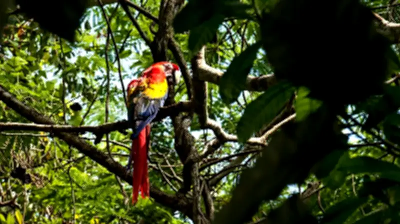 Fauna y flora en peligro en Mahahual con proyecto Perfect Day de Royal Caribbean