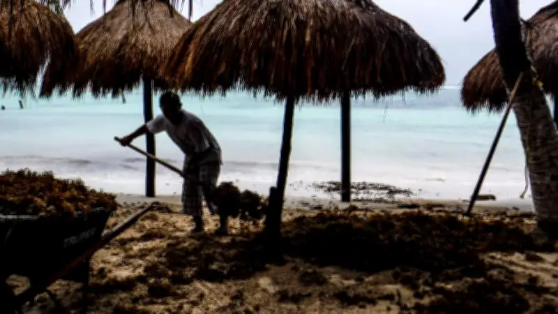 Greenpeace halla vacíos e inconsistencias en proyecto "Perfect Day" en Mahahual