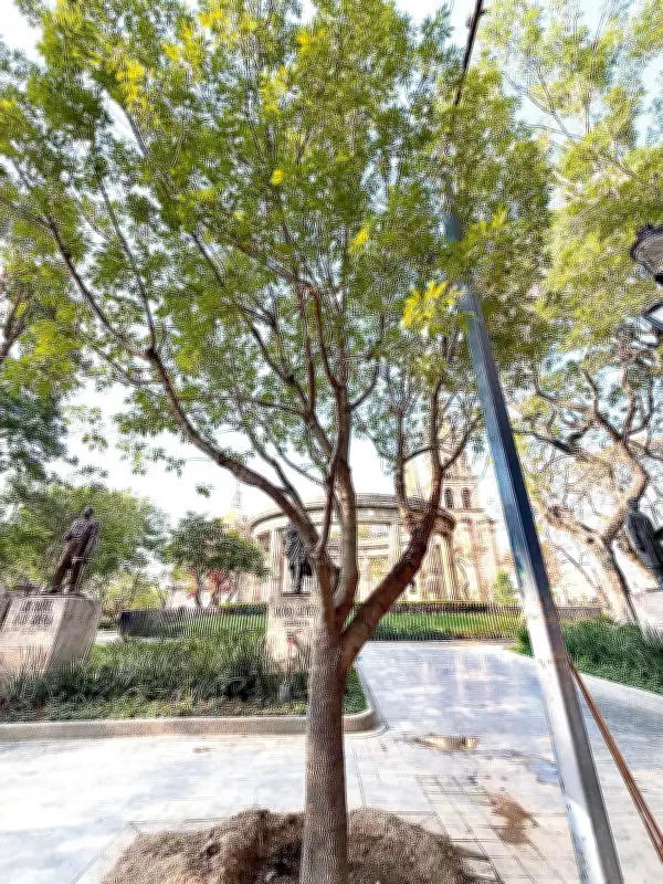Guadalajara reemplaza árbol caído en Rotonda de Jaliscienses Ilustres