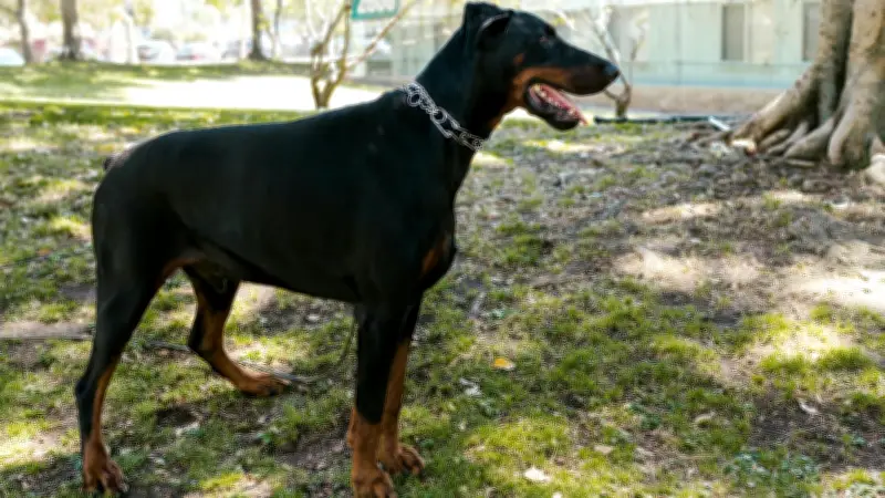 Gusano barrenador: confirman primer caso en perro en CDMX