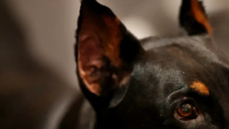 Gusano barrenador en perro CDMX: síntomas y protección
