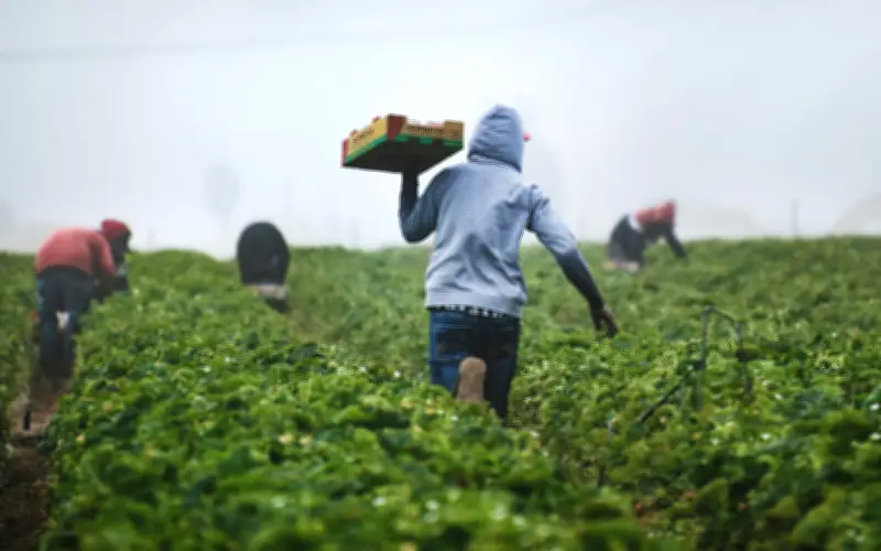 Herramienta climática ayuda a agricultores del Corredor Seco centroamericano