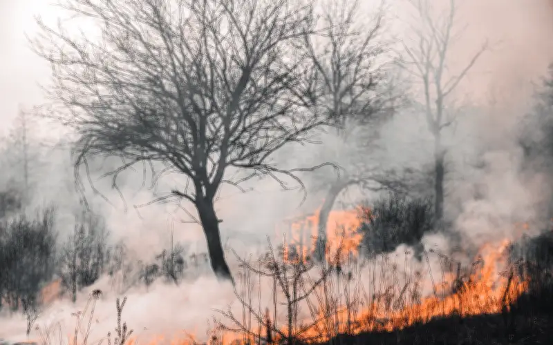 Incendios forestales arrasan 24 mil hectáreas en Oaxaca en 2026