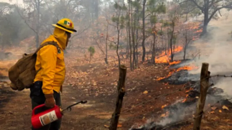 Incendios forestales en México: 15 estados afectados y 51 siniestros activos