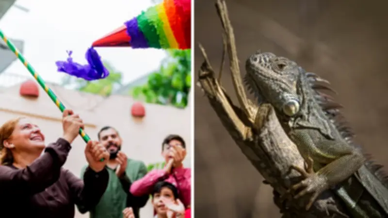 Indignante: rompen piñatas con iguanas vivas en Yucatán