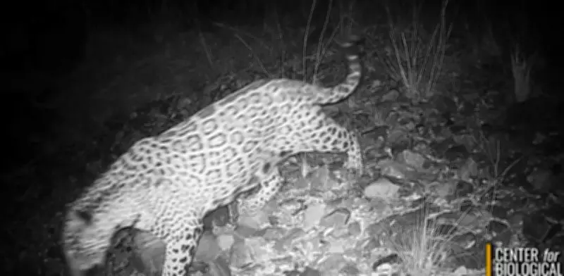 Jaguar 'Cinco' cruza 17 veces el muro fronterizo de Trump