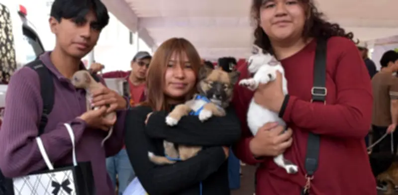 Jornada gratuita de esterilización para perros y gatos en Calimaya