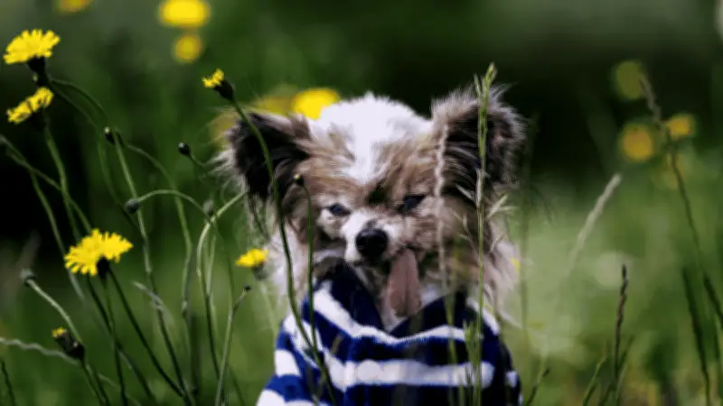 Lazare, el perro más longevo del mundo, muere a los 30 años