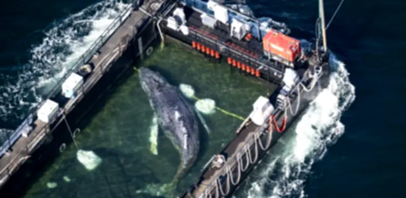 Liberan a ballena Timmy tras semanas varada en costas de Alemania