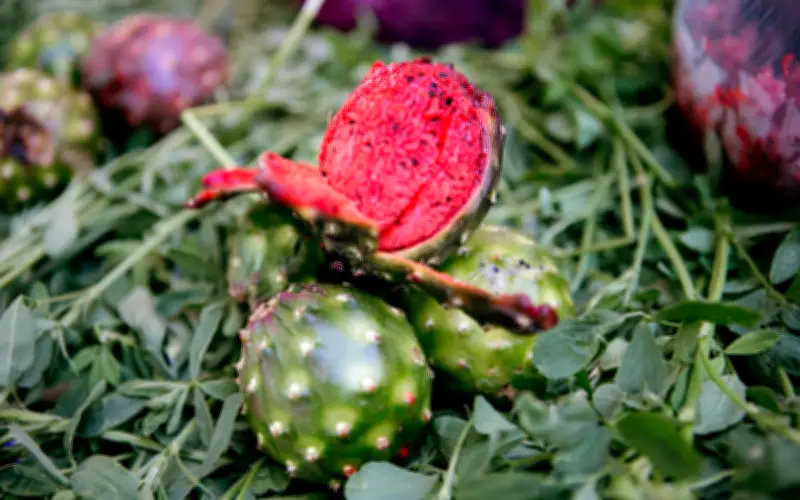 Llegan las pitayas a Guadalajara: colores, sabores y beneficios en el Jardín Mexicaltzingo