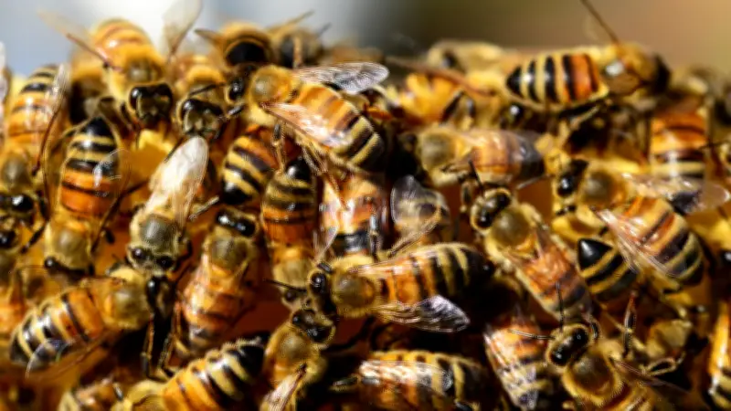 Magistrada muere al proteger a su hijo de ataque de abejas en Zacatecas