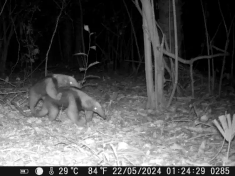 Mamás animales: el cuidado maternal en la fauna mexicana