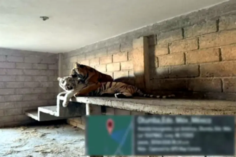 Marina asegura tigres y autos en inmueble en Otumba, Edomex