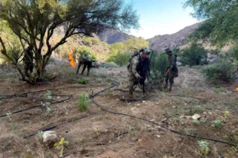 Marina erradica 9 plantíos de mariguana en Baja California
