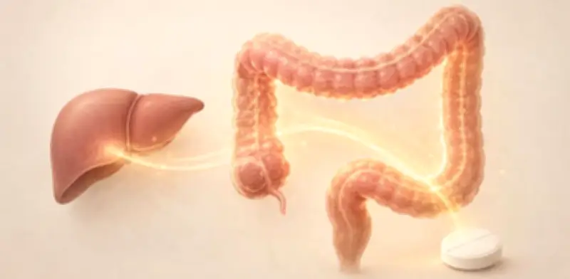 Metformina: su verdadero efecto sería en el intestino, no en el hígado