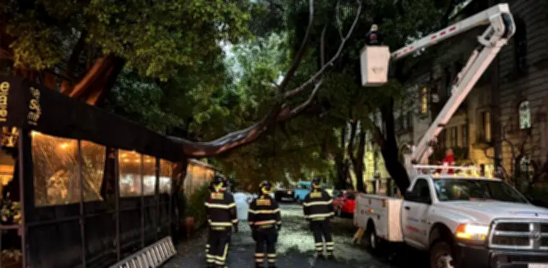 Milagro en la Roma: árbol de 20 m cae sobre restaurante sin heridos