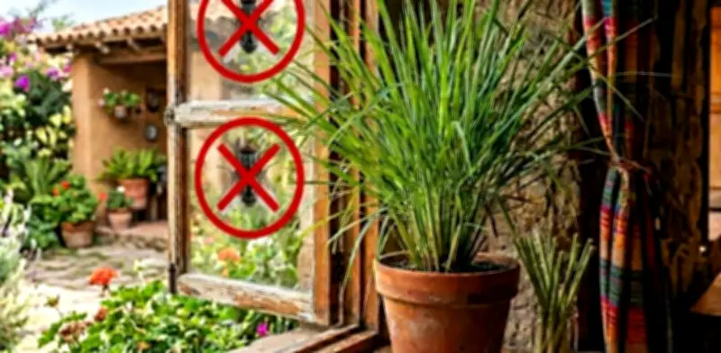 Moscas en casa: hierba limón y plantas para ahuyentarlas en calor