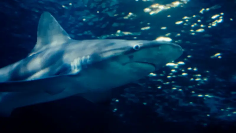 Muere hombre en Australia por ataque de tiburón blanco durante pesca submarina