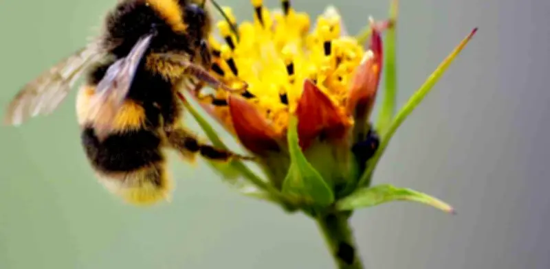 Muere por ataque de abejas al cortar flores en Nuevo León