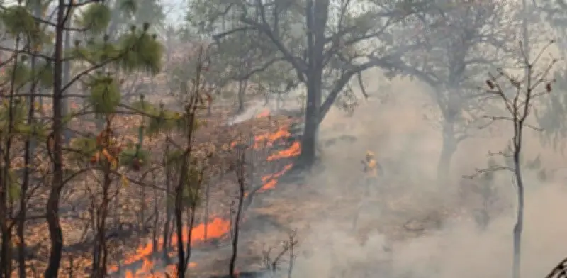 México alcanza récord de 49 incendios forestales activos en 2026