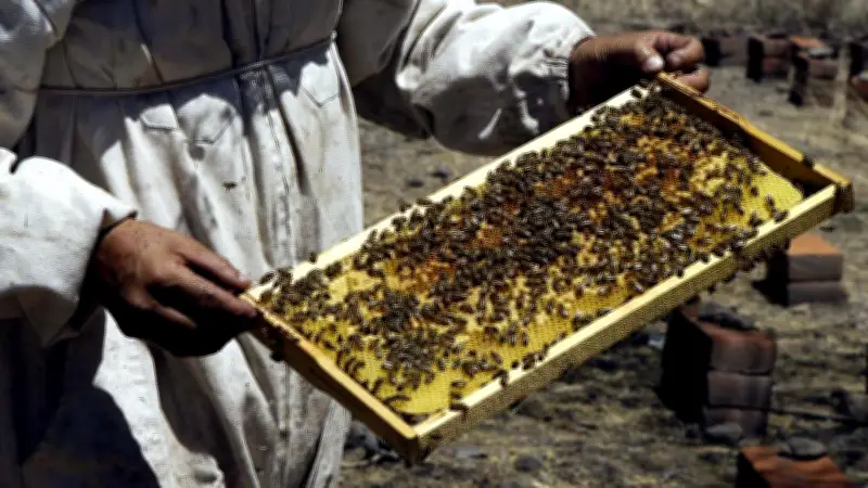 México aumenta producción de miel en 2025: 60,297 toneladas