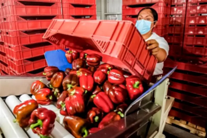 México envía primer embarque de pimiento morrón a Japón