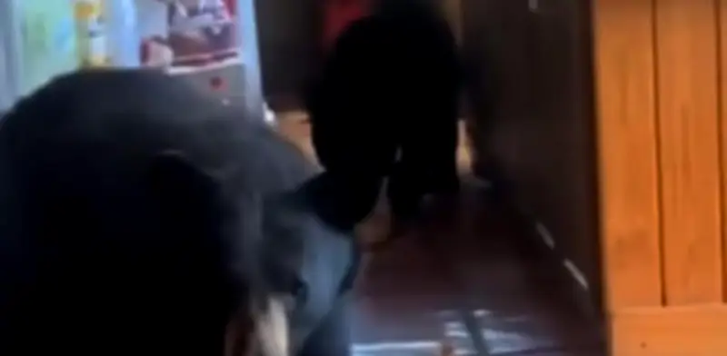 Osos irrumpen en cabaña de Coahuila en busca de comida; video viral