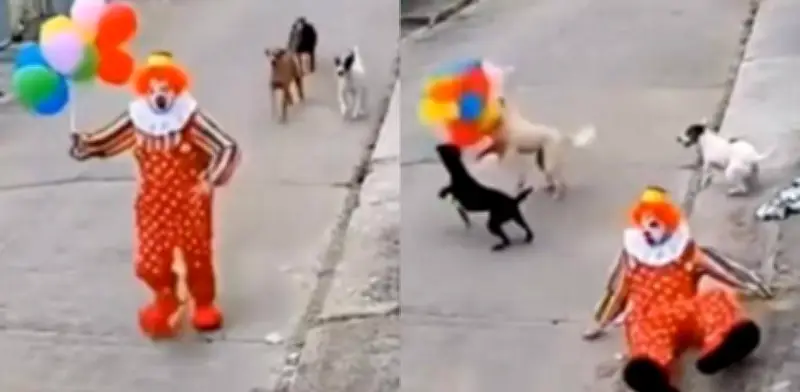 Payaso huye de perros que intentan robarle sus globos en video viral