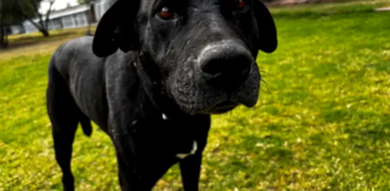 Perritos del Metro CDMX participarán en PetFest 2026: ¡adopta uno!