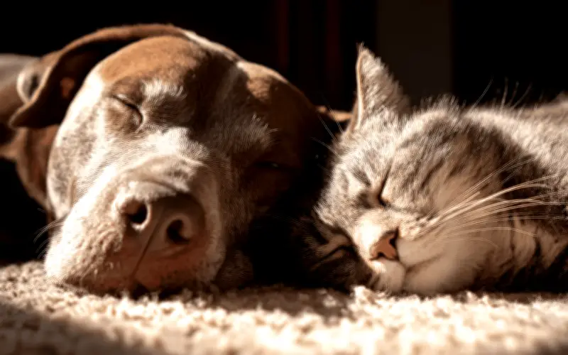Perros y gatos juntos: las mejores razas para una convivencia armoniosa