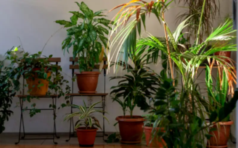 Plantas para refrescar tu casa: guía natural contra el calor