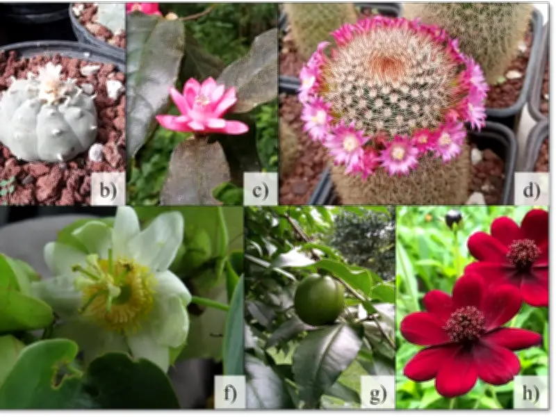 Plantas raras en México: el papel crucial de los jardines botánicos