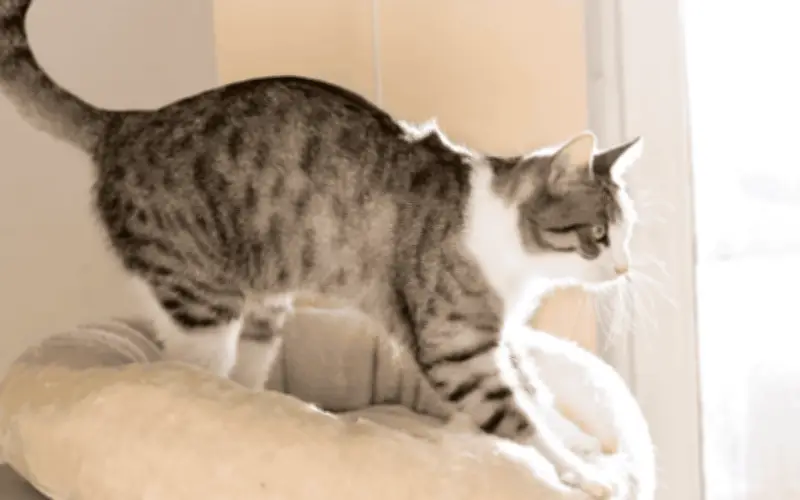 ¿Por qué los gatos amasan? Explicación veterinaria