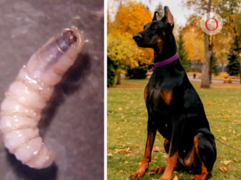 Primer caso de gusano barrenador en CDMX detectado en perro en Tlalpan