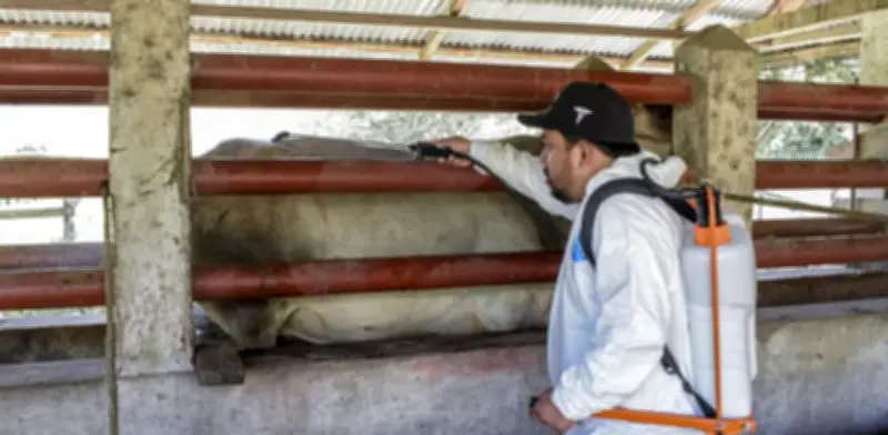 Primer caso humano de gusano barrenador en Querétaro