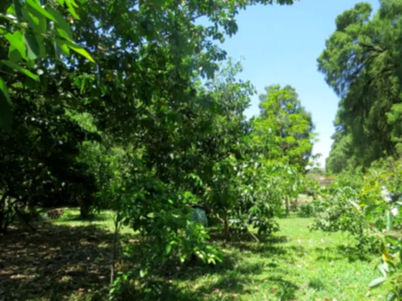 Probosque impulsa sistemas agrosilvopastoriles sostenibles en Edomex