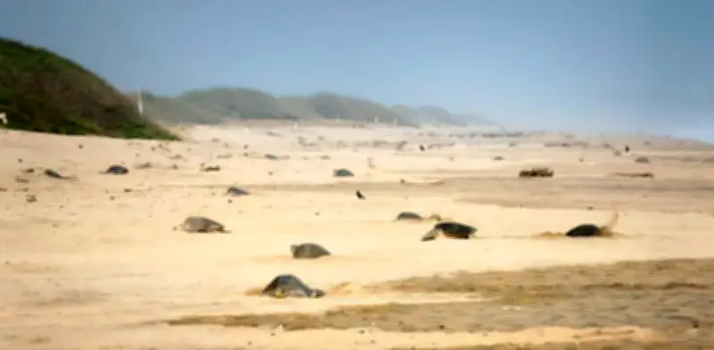 Profepa protege primera arribada de tortugas golfinas en Oaxaca