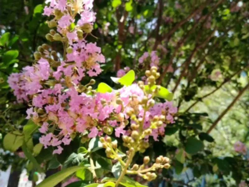 Árbol de Júpiter: belleza urbana con historia y simbolismo