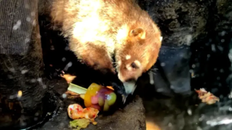 Refrescan a animales del Zoológico de Chapultepec con helados y lluvia