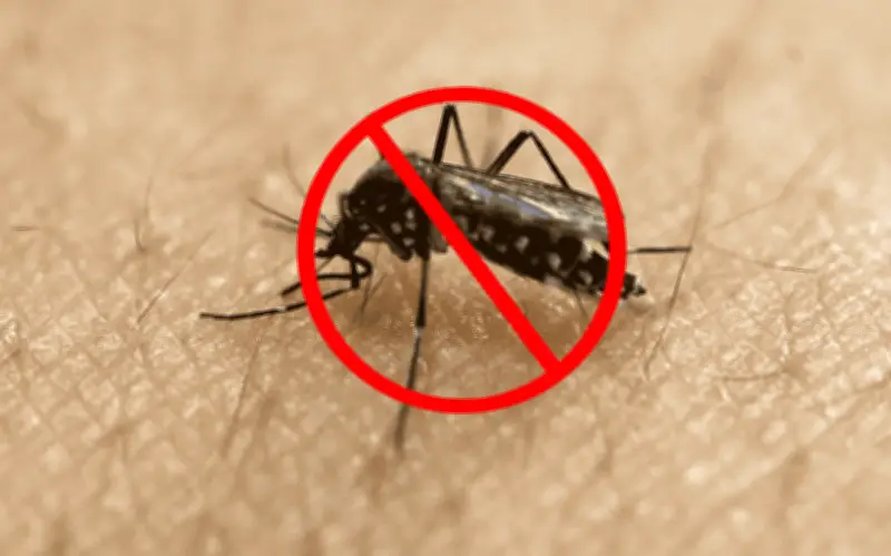 Remedios caseros para ahuyentar mosquitos en México
