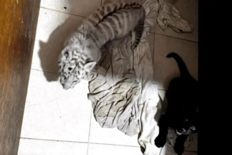 Rescatan 16 animales exóticos en QR; indagan maltrato