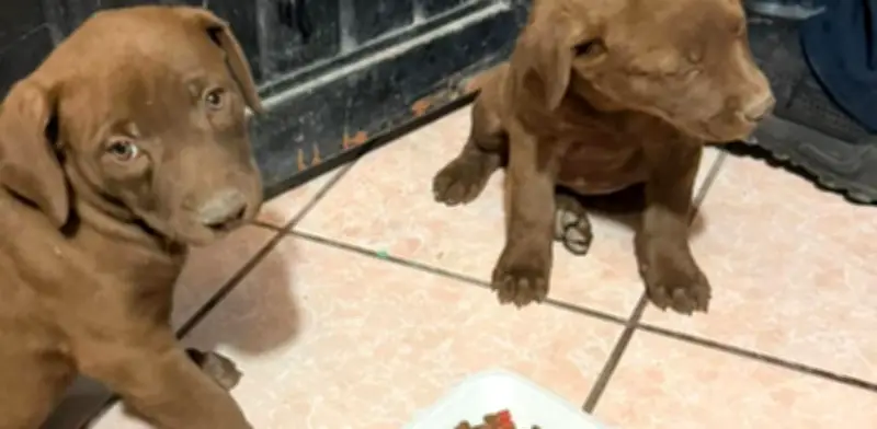 Rescatan a dos cachorros atrapados en drenaje en Durango