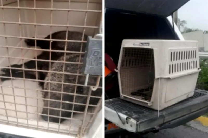 Rescatan a jabalí herido en Monterrey: autoridades lo trasladan a santuario