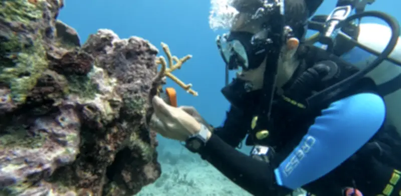 Salvan corales y rescatan infancias en el Caribe mexicano