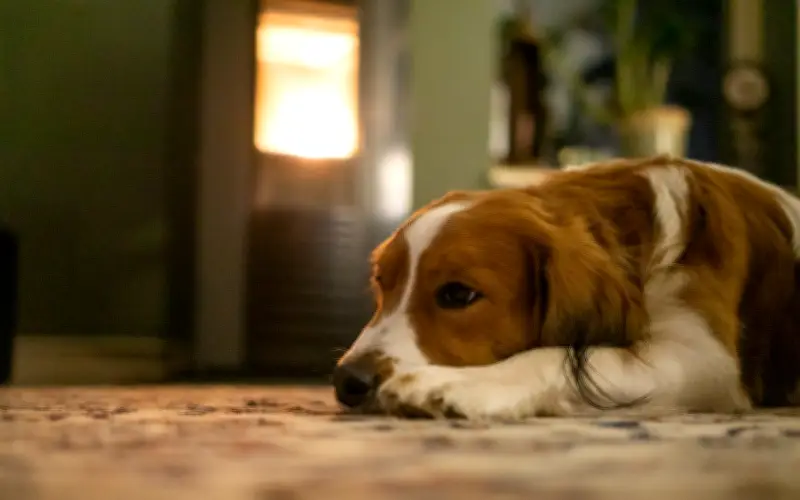 Señales de ansiedad por separación en perros: cómo identificarlas