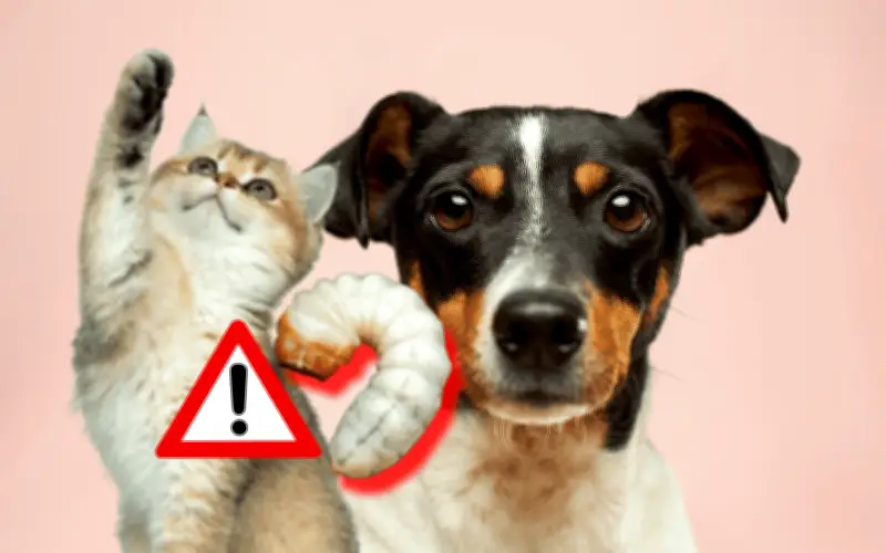 Síntomas del gusano barrenador en perros o gatos: cómo prevenirlo