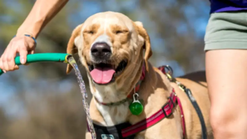 Suero casero para perros: 4 ingredientes contra el calor