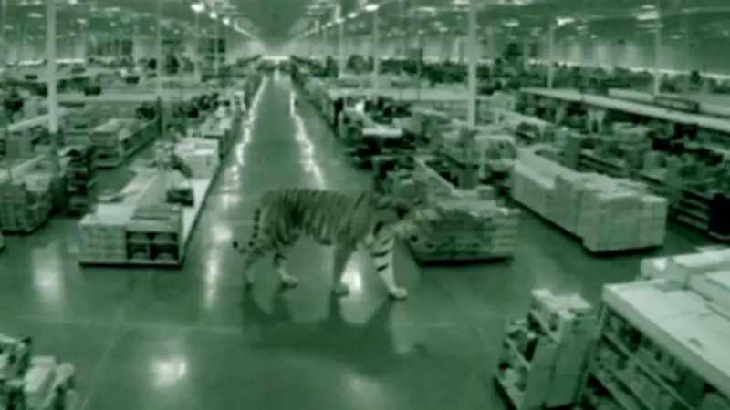 ¿Tigre suelto en CDMX? La verdad viral