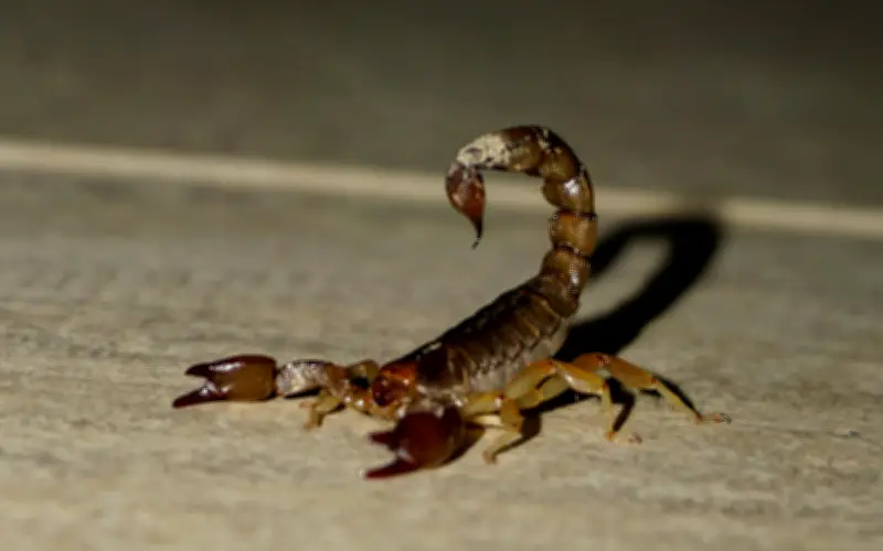 Tips naturales para evitar alacranes en temporada de calor